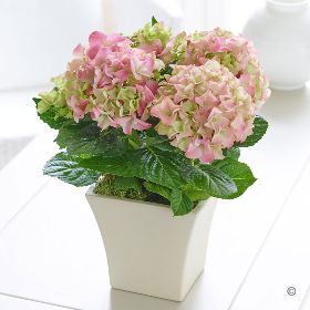 Summer Pink Hydrangea Pot  H62451PS