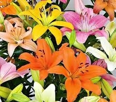 Mixed Asiatic Lily Bouquet 