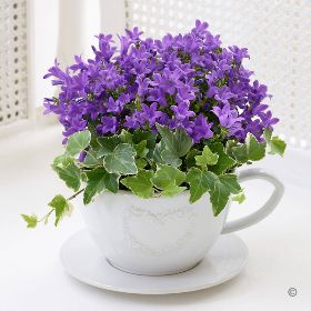 Teacup & Saucer Purple Campanula  H62441MS