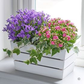 Campanula & Kalanchoe Summer Flowering Planter  H62461MS