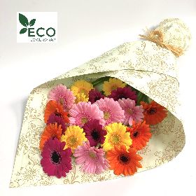 Simple ECO Mixed Germini 