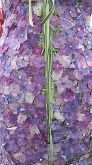 Lucinda Knapman Broadwater Flowers -Silver Medal Winner 