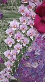Lucinda Knapman Broadwater Flowers -Silver Medal Winner 