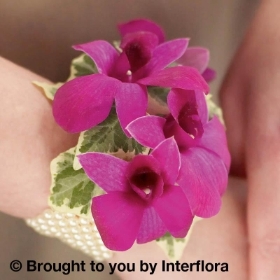 Rich Purple Dendrobium Orchid Wrist Corsage hand delivered in irlam , cadishead , winton , salford , eccles , urmston , trafford , worsley , broughton , humle and also through Interflora Relay Service 