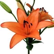 Mixed Asiatic Lily Bouquet 