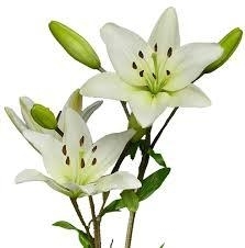 Mixed Asiatic Lily Bouquet 