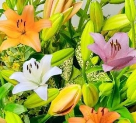 Mothers Day Mixed Asiatic Lily Hand-tied