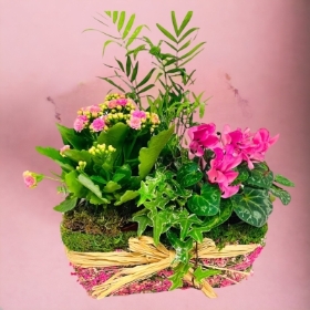  LOCAL Mothers Day Ashley Mixed Planter 