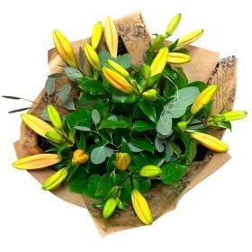 LOCAL Orange  Lily Asiatic In the  Design Element Flowers Box 